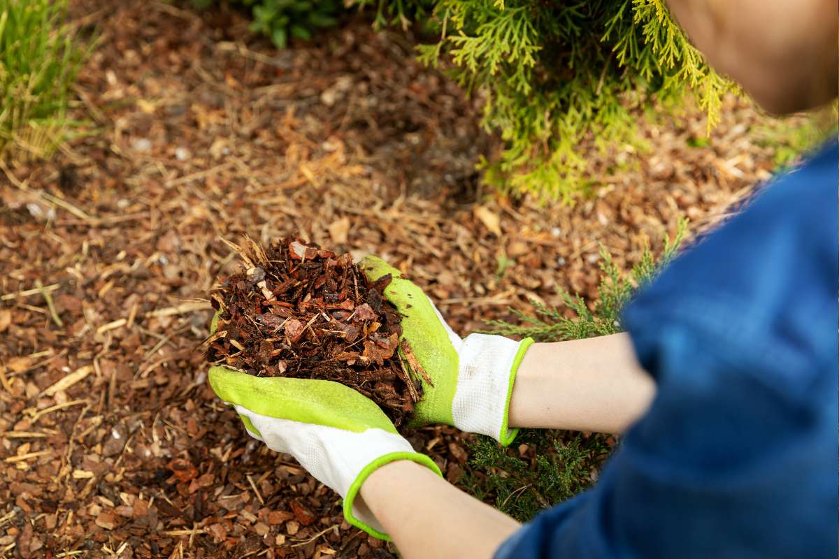 Les avantages du paillage dans le jardin